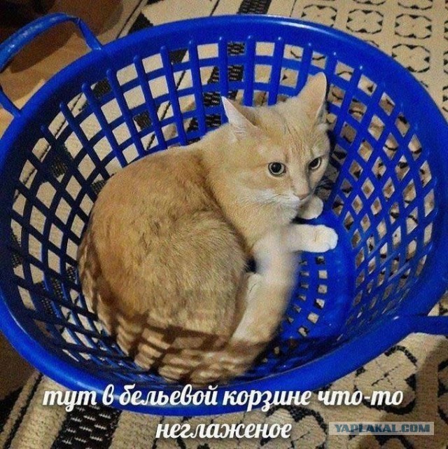 Котя не глаженый