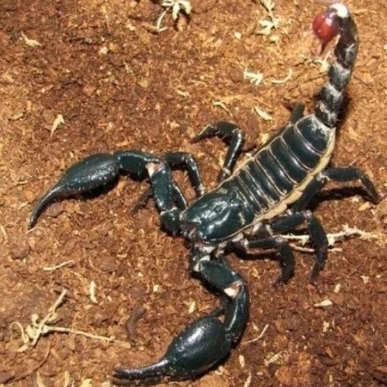 И снова азиаты в своем репертуаре. Теперь они курят скорпионов.