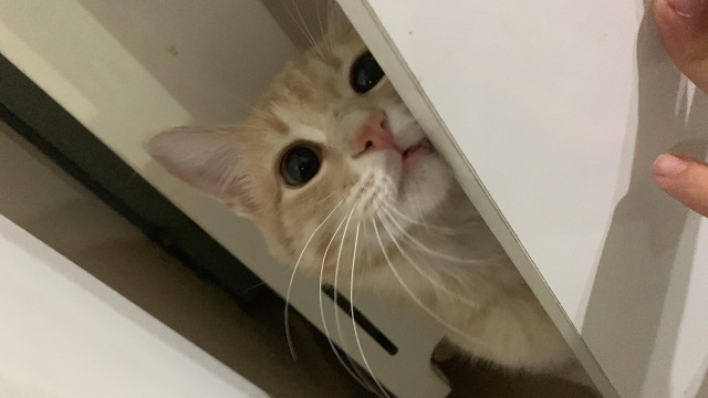 Котик из мусорного бака