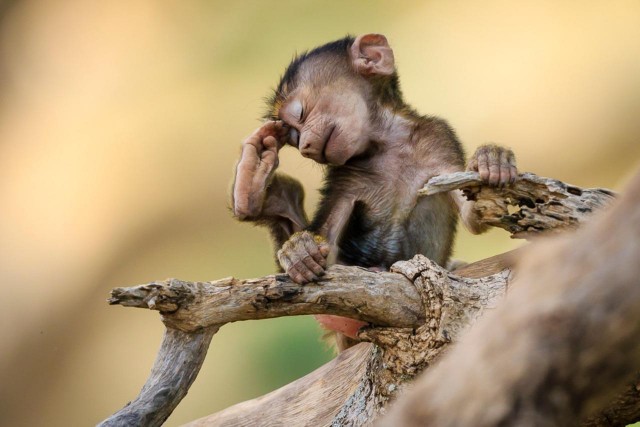 Заряд позитива: взгляните на 25 самых забавных снимков