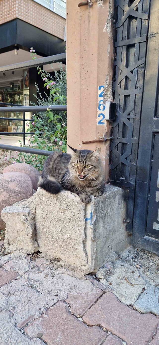 Турецкий кот.