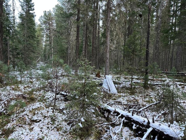Мужчина застрелил человека, спутав с медведем, в Ханты-Мансийском автономном округе