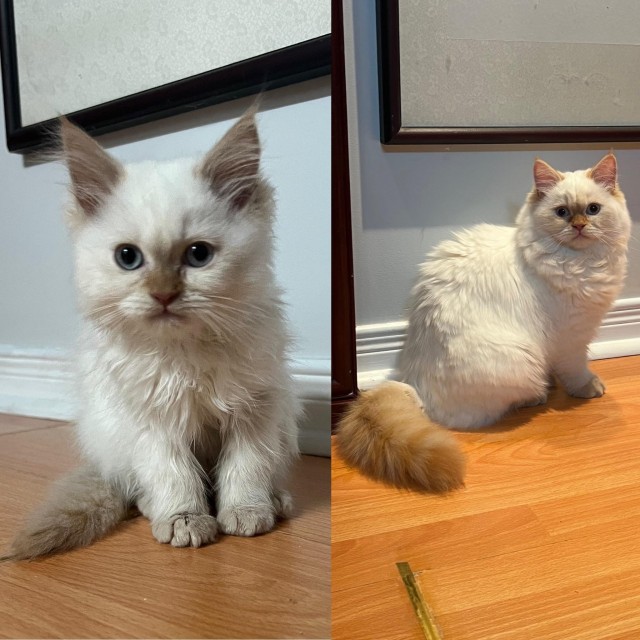 Напугал кошку пердежом