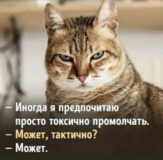 Вот и мой кот
