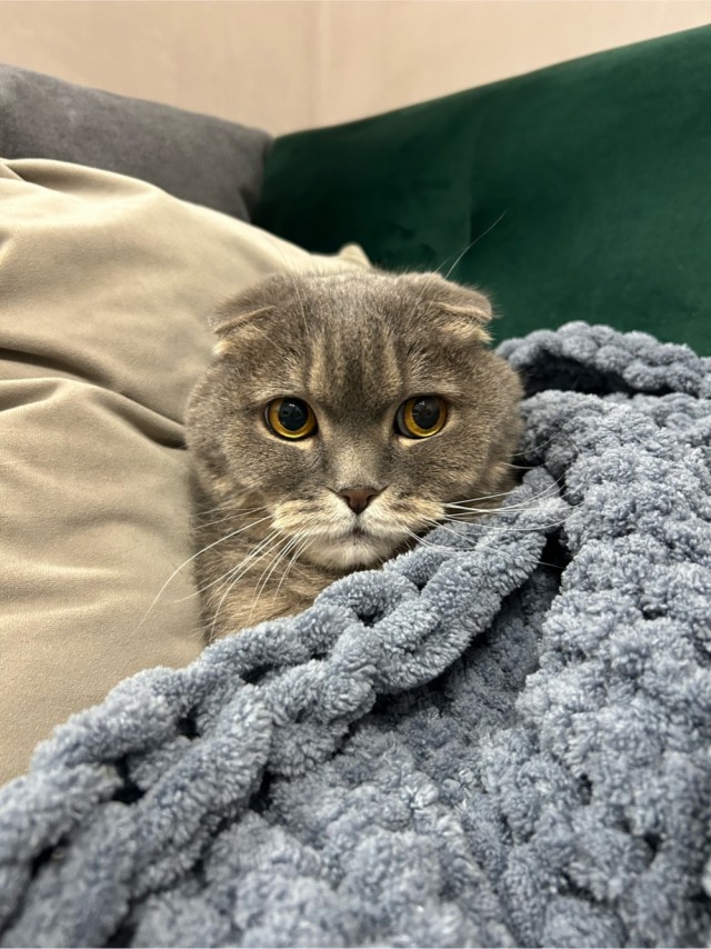 Снова наши коты