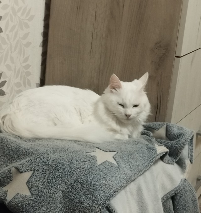 Фотки красивого кота.
