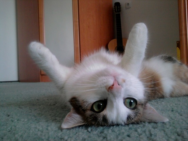 Котейка, который не знает как лежат котейки