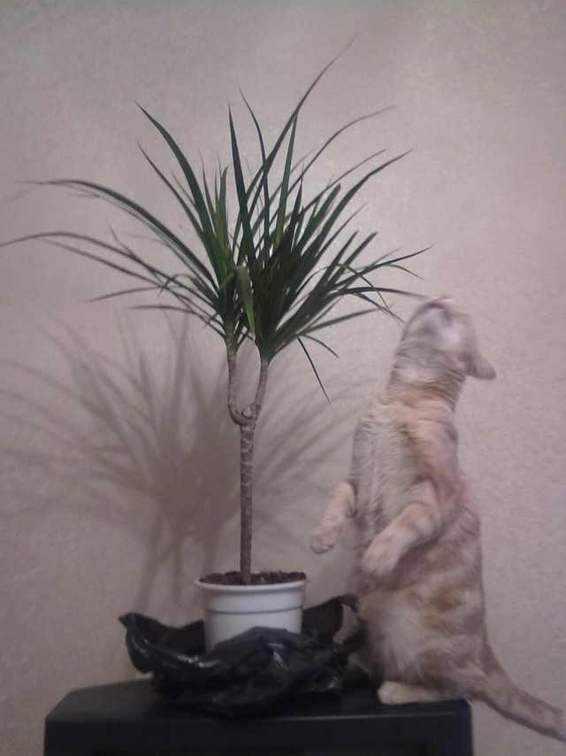 Забавный котикс