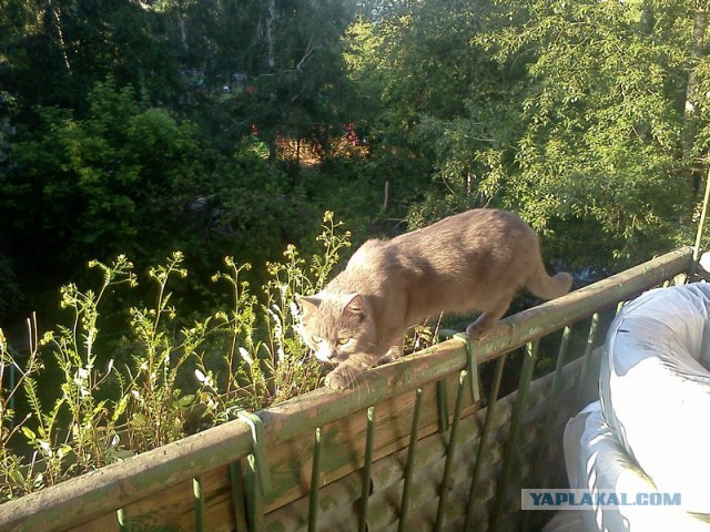 Котовторник 01.07.2014