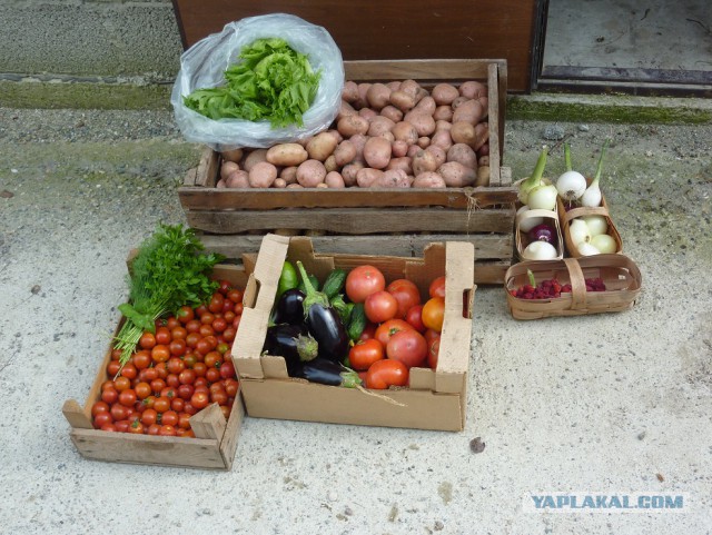 Чем мы бесим Америку и страдальцев по фуагра,