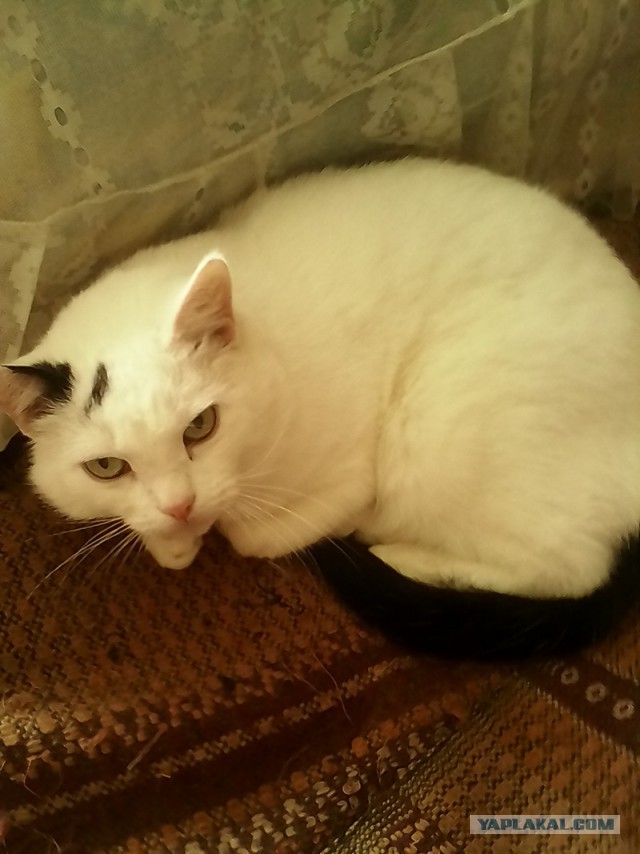 Котовторник 26.08.14.