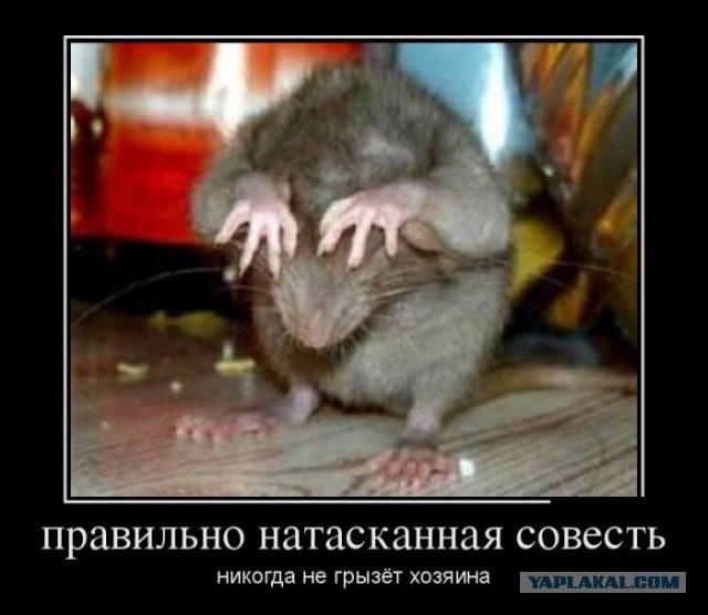 Весёлые картинки