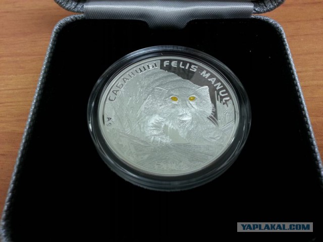 Дикие киски - Манулы