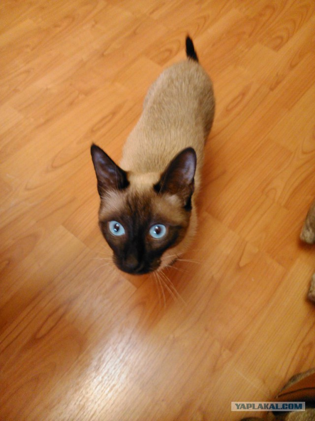 Кошка не даёт малышу заскучать