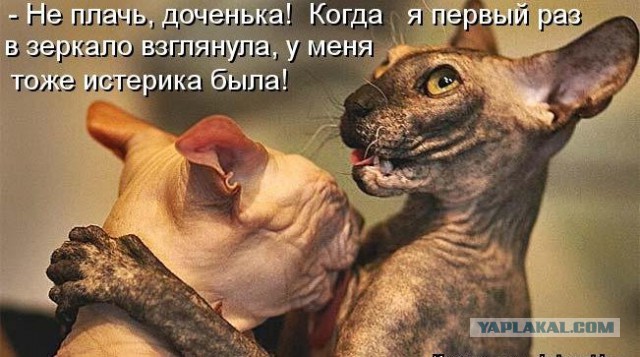 Если есть кошачье ню, то оно выглядит вот так...