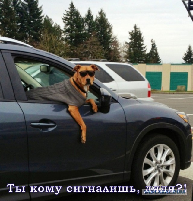100 самых ценных снимков собак