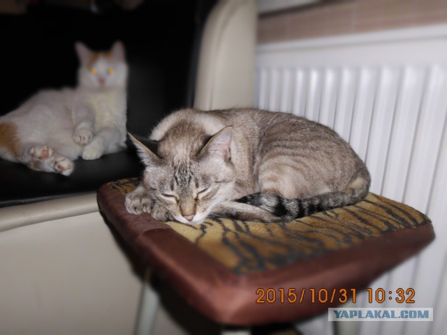 Котовторник 17.11.2015