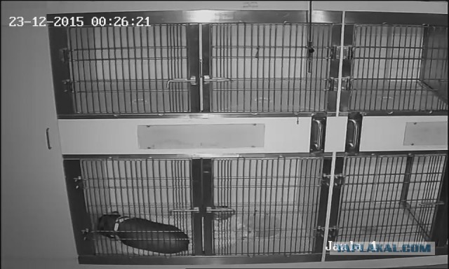 За что я люблю китайцев