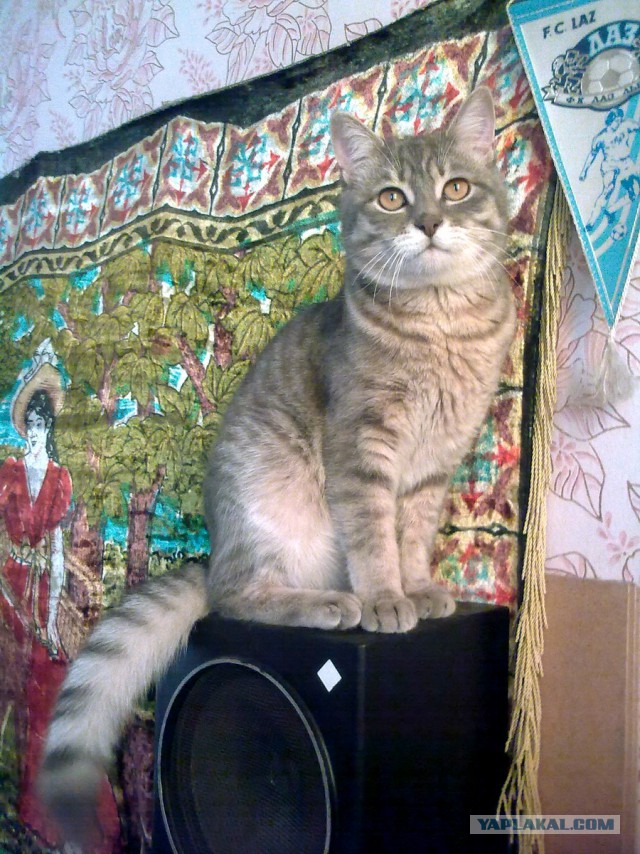 Котооо-о-о-вторник