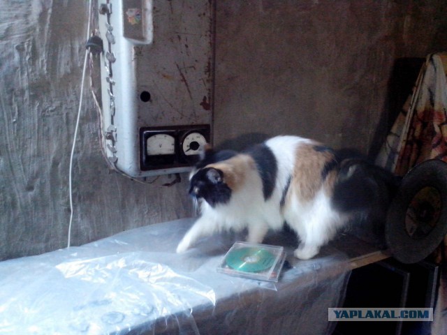 Котовторник 02.02.2016