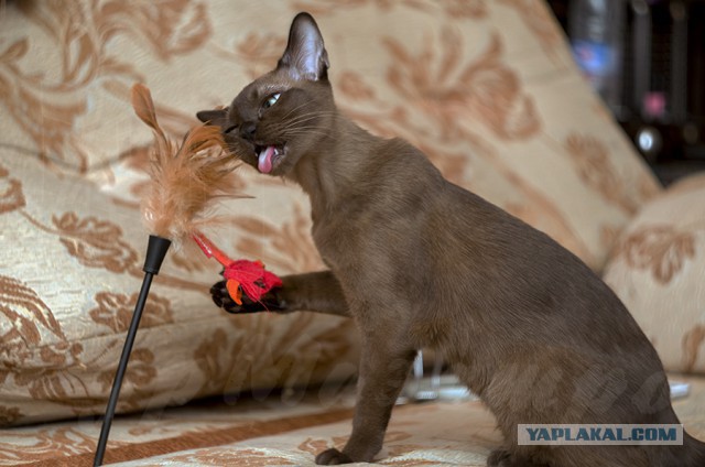 Восьмомартовский котовторник