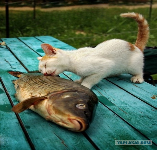 Подборка интересных и веселых картинок