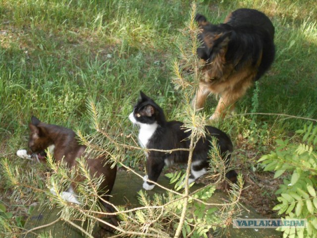 Жизнь домашнего приюта для котеек 117