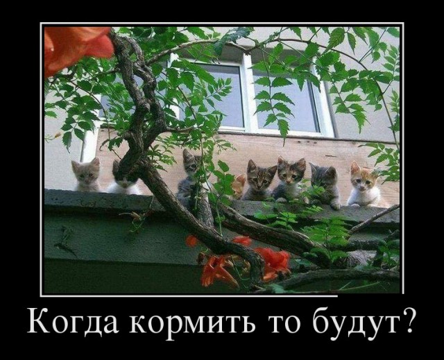 "Оскара" - котикам!