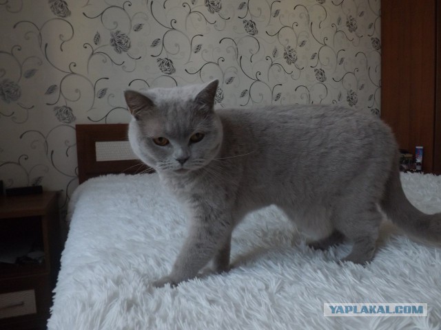 Котовторник 13.09.2016