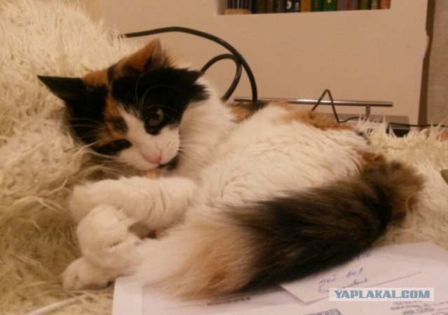 Мой зевающий кот