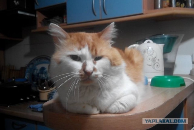 Котовторник 15.11.2016