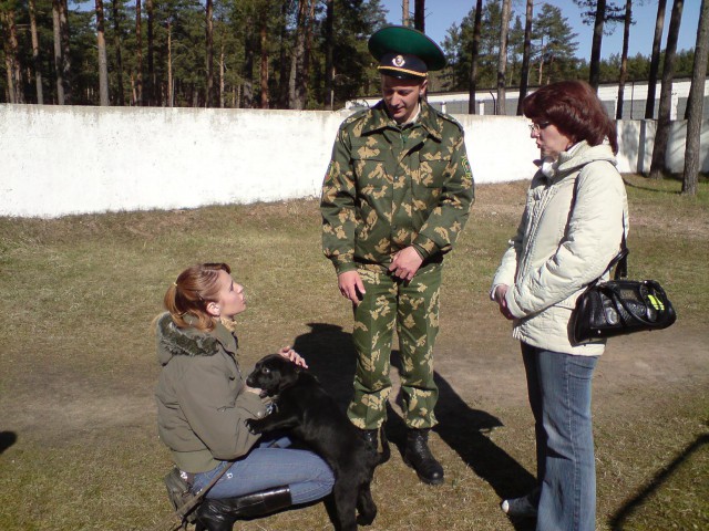 Для любителей лабрадоров