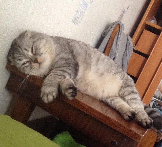Котовторник 28.02.2017