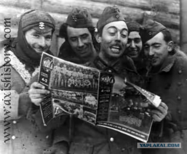 Голубая дивизия