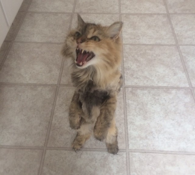 Коты и Кошки