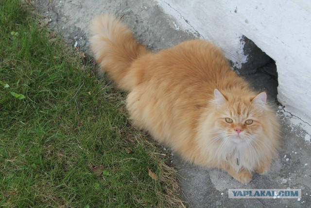 Коты и Кошки