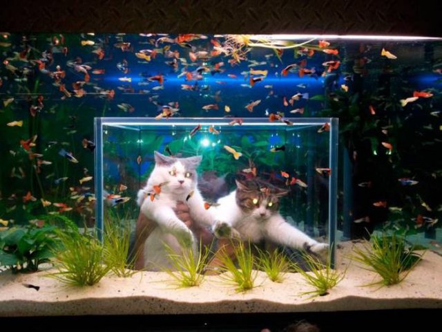 Коты и Кошки