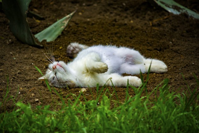 Осеннему котовторнику быть!