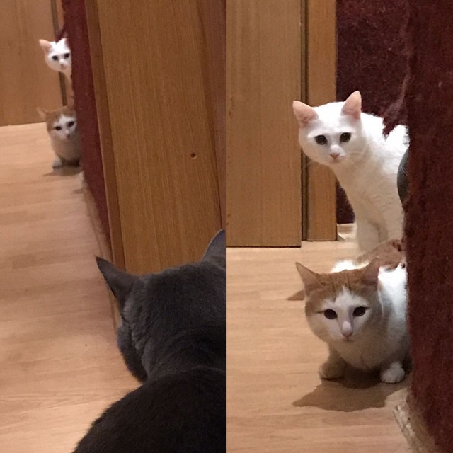 Котовторник 03.10.17.