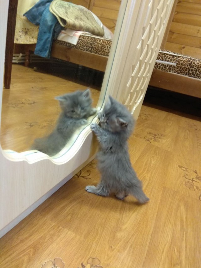 Котовторник