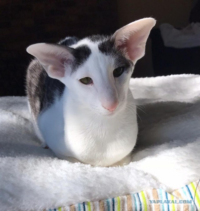 Котовторник 27.02.2018 наступил!