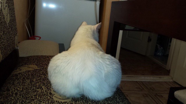 Прикольных котов пост