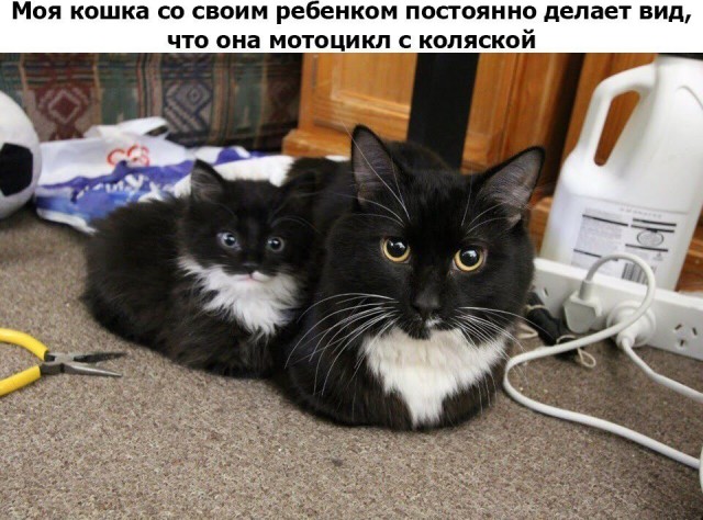 Подборка картинок. Забавных, прикольных - разных!