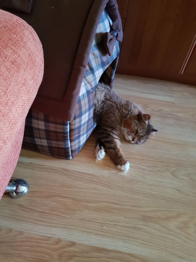 Котовторник  01.05.2018