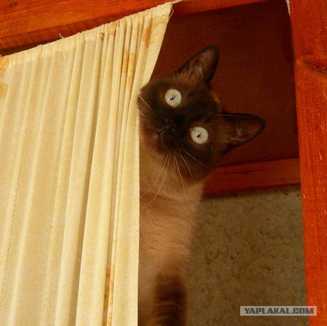 Котовторник
