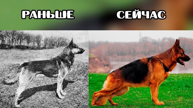 Вот почему не стоит заводить немецкую овчарку