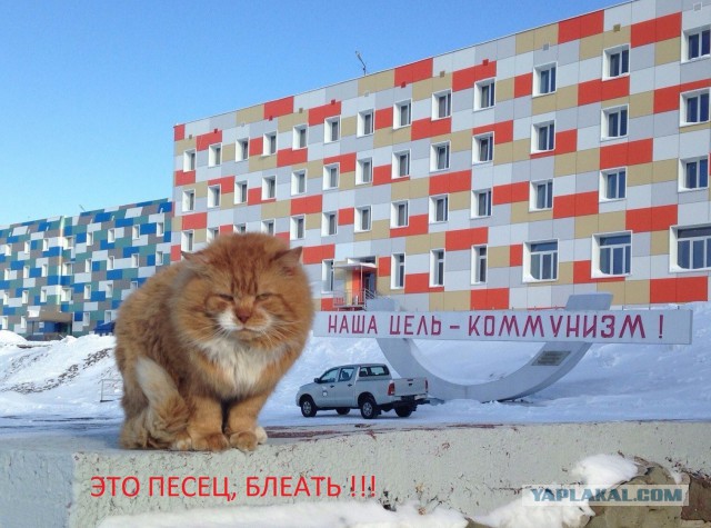 На Шпицбергене обнаружен Злостный пушистый нелегал, живущий по поддельным документам