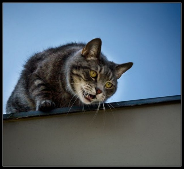 Прикольные коты на среду! ОЧЕНЬ МНОГО!