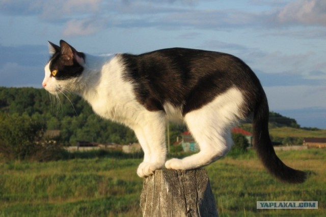 Котовторник в ЯПонии (58 фот)