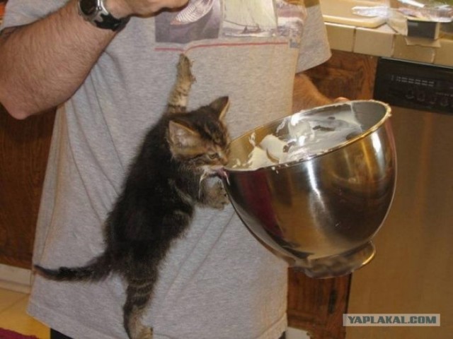 Котовторник, для любителей кошек